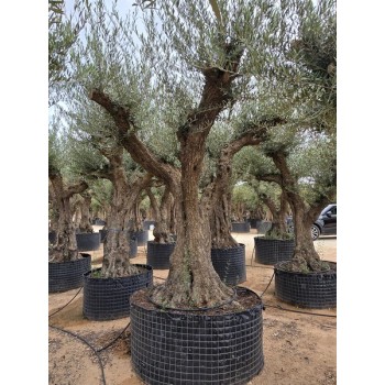 Olea tronco viejo selección circunf. 100/120 CTM